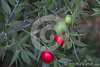 Ruscus aculeatus with berries Stock Photo