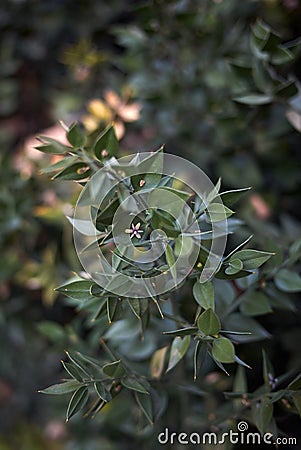 Ruscus aculeatus in bloom Stock Photo