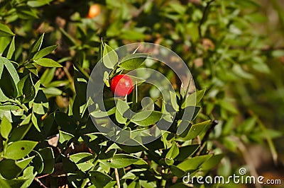 Ruscus aculeatus Stock Photo