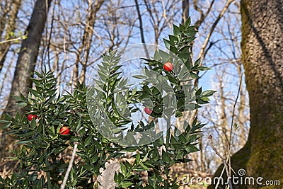 Ruscus aculeatus plants in the woods Stock Photo