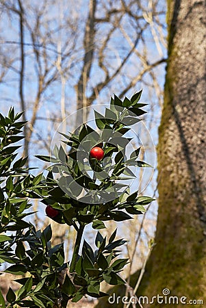 Ruscus aculeatus plants in the woods Stock Photo