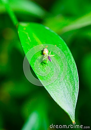 Ruscus hypophyllum - Close-up, small flower on a plant leaf, botanical garden Stock Photo