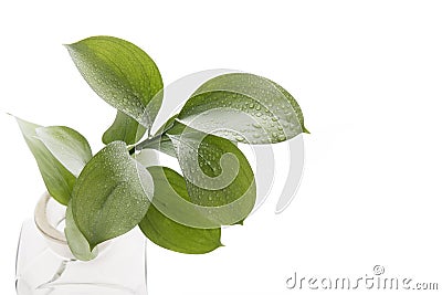 The Ruscus hypophyllum, Spineless Butcher`s Broom, florists foliage plant, isolated on white Stock Photo