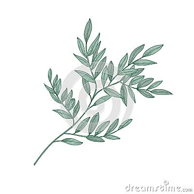 Ruscus sprig with green leaves isolated on white background. Beautiful natural drawing of gorgeous evergreen plant or Vector Illustration