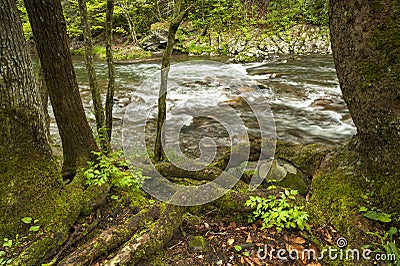 Rushing stream in springtime. Stock Photo