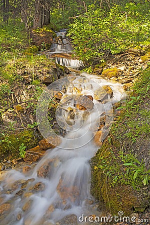 Rushing Stream in a Verdant Forest Stock Photo