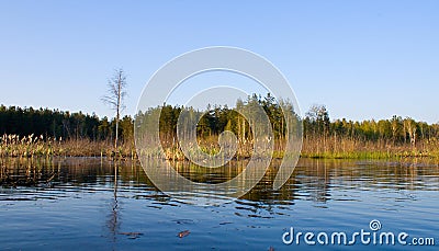 Rushy swamp in forest landscape Stock Photo