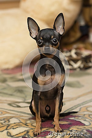Rusian toy terrier Stock Photo