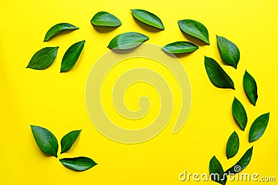 Ruskus leaves on yellow color background.Botanical nature concept.Floral elements design,Green foliage Stock Photo