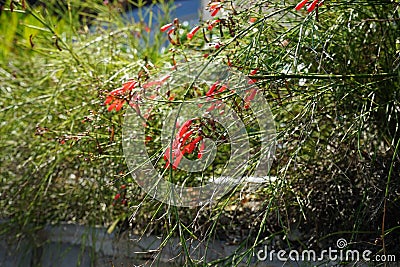 Russelia equisetiformis blooms with red flowers in August. Rhodes Island, Greece Stock Photo