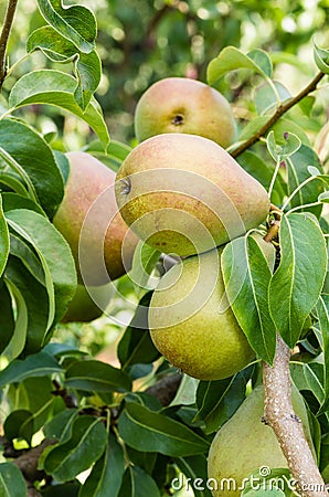 Russet pears growing in the orchard Stock Photo