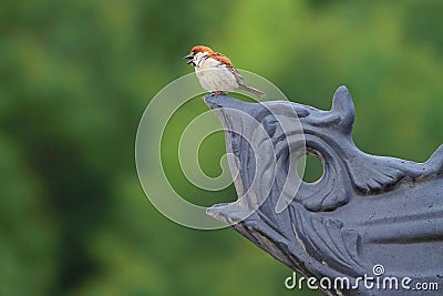 Russet Sparrow Stock Photo
