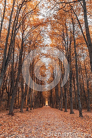 Alley in the autumn forest. Golden season of nature Stock Photo