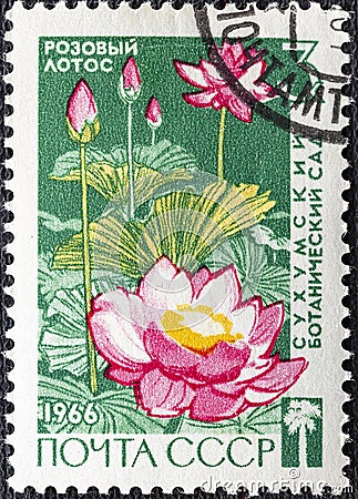RUSSIA - CIRCA 1966: Postage stamp issued in the Soviet Union with the image of the Pink Lotus, Nelumbo nucifera, circa 1966 Editorial Stock Photo