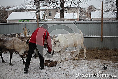 Russia, a female cattle breeder on a farm feeds reindeer animals in winter Editorial Stock Photo