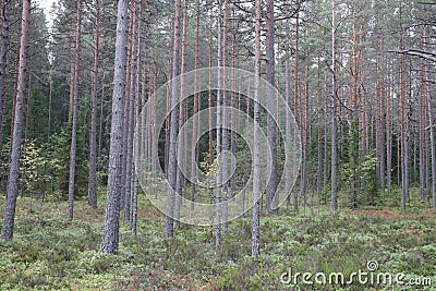 Russia, Karelia, lake Ladoga, Kojonsaari. pine thicket. Forest thicket, pine trees in the forest. Dark creepy pine forest. Mystic Stock Photo