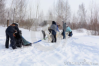 Russia. Kazan. 14 Feb. Dog sled team of siberian huskies out mushing on snow pulling a sled that is out of frame through a winter Editorial Stock Photo