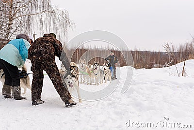 Russia. Kazan. 14 Feb. Dog sled team of siberian huskies out mushing on snow pulling a sled that is out of frame through a winter Editorial Stock Photo