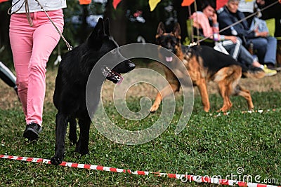 4.09.21 Russia Krasnodar dog show of the German Shepherd breed. Dogs run in ring on green grass in clearing. Black shepherd dog is Editorial Stock Photo