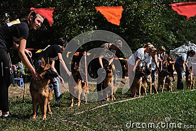 4.09.21 Russia Krasnodar dog show of the German Shepherd breed. Handlers put their wards of dogs in row in order to correctly show Editorial Stock Photo