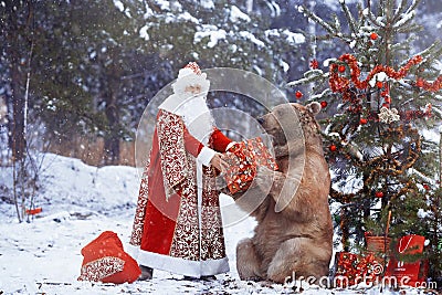 Santa Claus gives Christmas present to brown bear Editorial Stock Photo