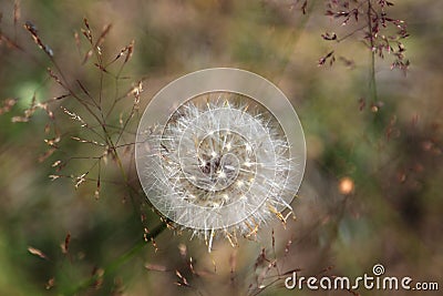 Russia - Moscow region - Dundelion Taraxacum seed head close-u Stock Photo