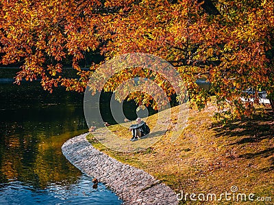 A lonely man sits thoughtfully on the bank of a pond among ducks under a large autumn tree Editorial Stock Photo