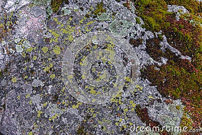 Moss on the stone. Cracks in the stone. Stock Photo