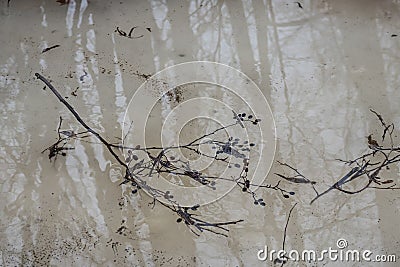 Russia, nature, early spring, melted snow, a branch on the snow, reflection, graphic photo Stock Photo