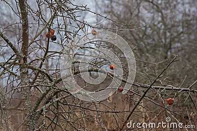 Russia, nature, early spring, old apple tree, last year`s apples Stock Photo