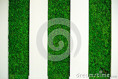 Russia, Novosibirsk - August 16, 2018: decorative moss for interior decoration. office style, interior design Editorial Stock Photo