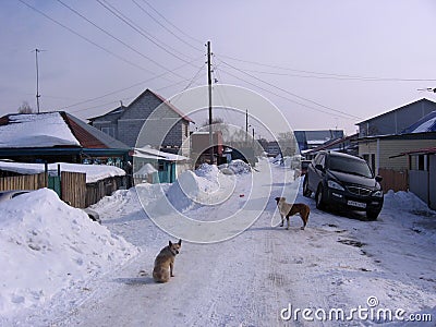 Russia, Novosibirsk, January 16, 2012: stray stray dogs roam the road in the village in the winter near the houses Editorial Stock Photo