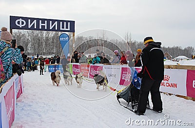 sled dogs huskies drive a sled with a husky man in Siberia in winter viewers watch Editorial Stock Photo