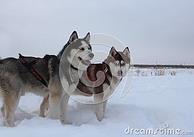 sled dogs husky in a sled for sledding in winter Editorial Stock Photo