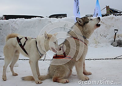 sled dogs husky in a sled for sledding in winter Editorial Stock Photo