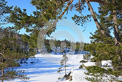 Russia, pine trees on the shore of Ladozhskoye lake in winter. The gulf of Murolakhti Kocherga Stock Photo