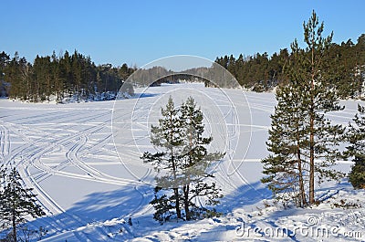 Russia, pine trees on the shore of Ladozhskoye lake in winter in sunny day Stock Photo