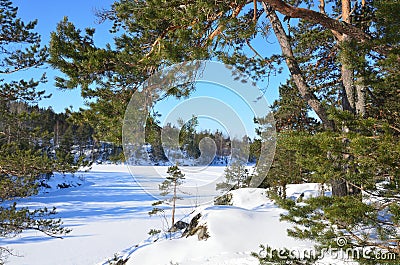 Russia, pine trees on the shore of Ladozhskoye lake in winter Stock Photo