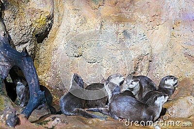 Russia Saint Petersburg Oceanarium, playing otters Stock Photo