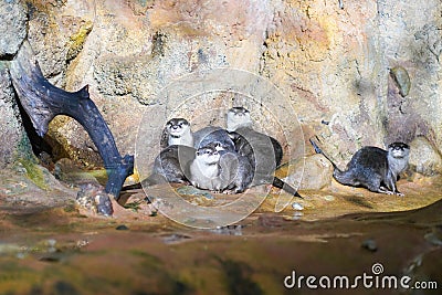 Russia Saint Petersburg Oceanarium, playing otters Stock Photo