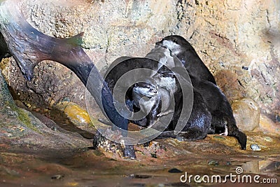 Russia Saint Petersburg Oceanarium, playing otters Stock Photo