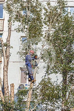 the worker climbed high on a tree and with the help of a chainsaw cut the branches of a tree Editorial Stock Photo