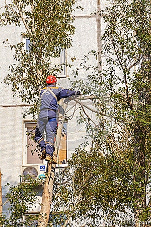 the worker climbed high on a tree and with the help of a chainsaw cut the branches of a tree Editorial Stock Photo