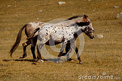 Horses on the free meadows of the Altai mountains Stock Photo