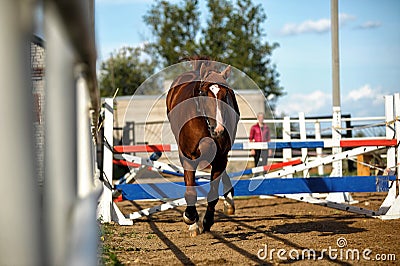 Brown horse jumps over obstacles in training Editorial Stock Photo