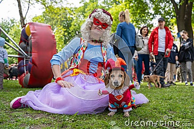 Russia, St. Petersburg, May 25, 2019: Event with dogs called Dachshund Parade. Costume procession, adorable doxie in harlequin cos Editorial Stock Photo