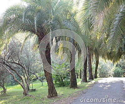 Russia Sochi city arboretum views Stock Photo