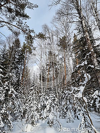 Russia, Ural Mountains, winter, white snow Stock Photo