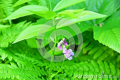 Russia, Vladivostok, flora of the island of Shkot. Spring vetch Lathyrus vernus Stock Photo