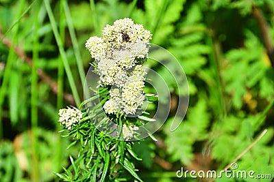 Russia, Vladivostok. Flora of Russian island. Blooming white-flowered plant in the Bay of Akhlestyshev Stock Photo
